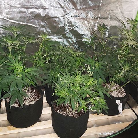 Bruce Banner  growlog timeline photo