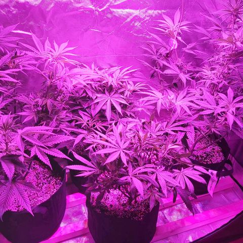 Bruce Banner  growlog timeline photo