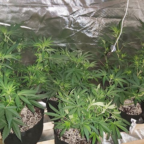 Bruce Banner  growlog timeline photo
