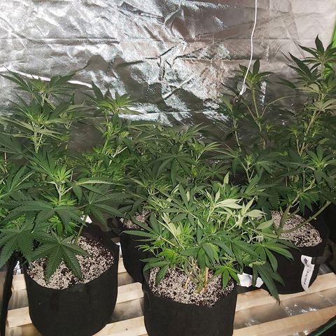 Bruce Banner  growlog timeline photo