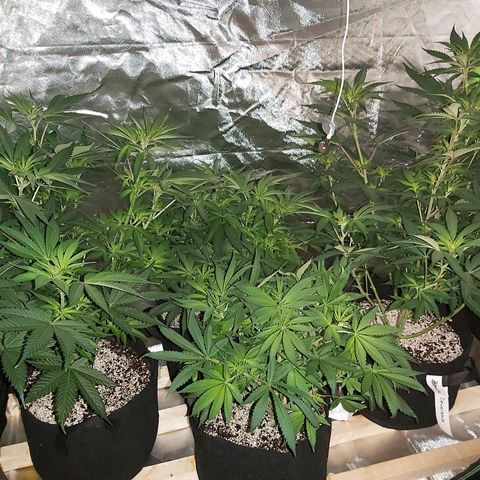 Bruce Banner  growlog timeline photo