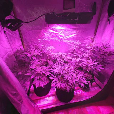 Bruce Banner  growlog timeline photo