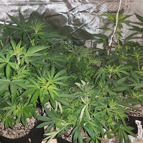 Bruce Banner  growlog timeline photo