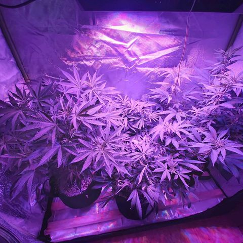 Bruce Banner  growlog timeline photo