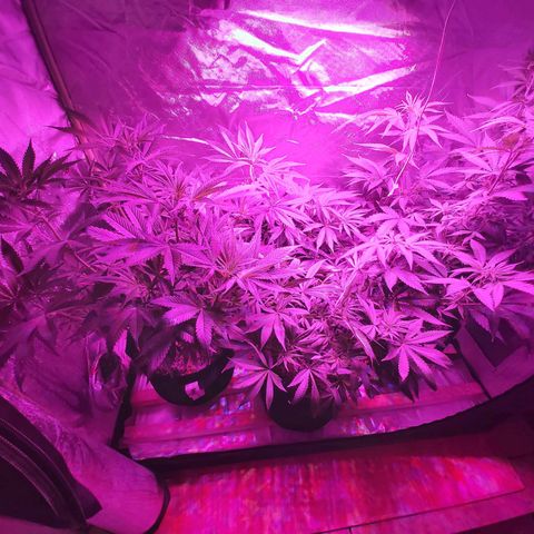 Bruce Banner  growlog timeline photo