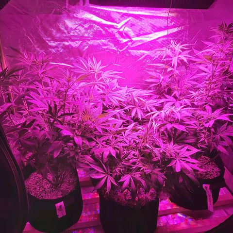 Bruce Banner  growlog timeline photo