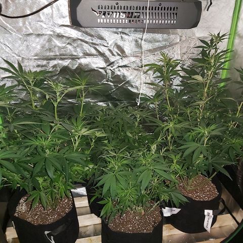 Bruce Banner  growlog timeline photo