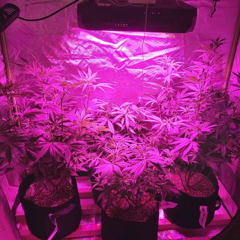 Bruce Banner  growlog timeline photo