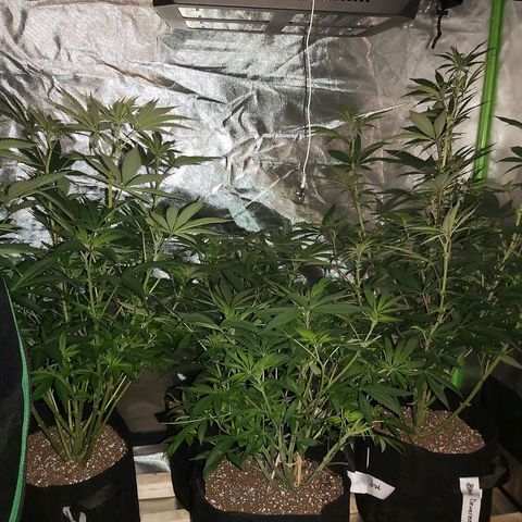 Bruce Banner  growlog timeline photo