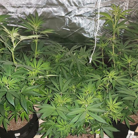 Bruce Banner  growlog timeline photo