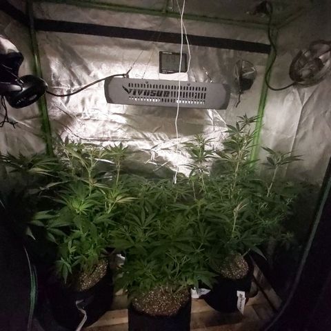 Bruce Banner  growlog timeline photo