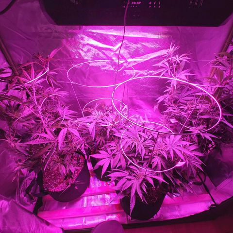 Bruce Banner  growlog timeline photo