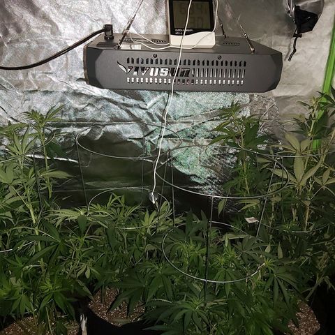 Bruce Banner  growlog timeline photo