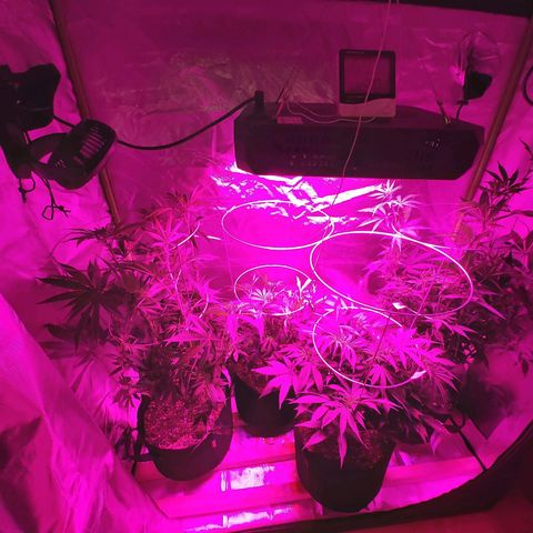 Bruce Banner  growlog timeline photo