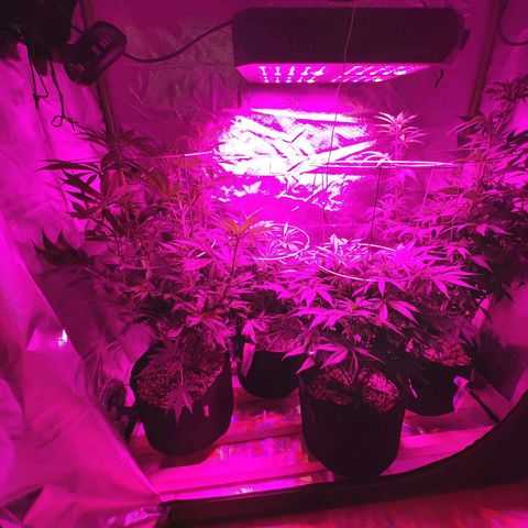 Bruce Banner  growlog timeline photo