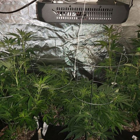 Bruce Banner  growlog timeline photo
