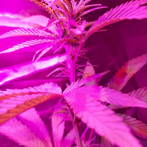 Bruce Banner  growlog timeline photo