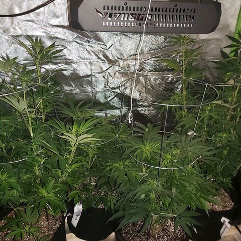 Bruce Banner  growlog timeline photo