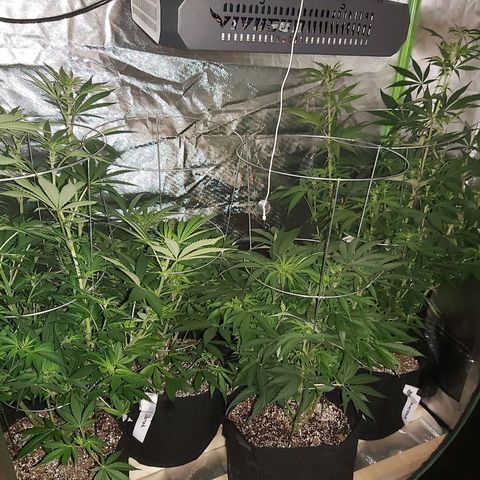 Bruce Banner  growlog timeline photo
