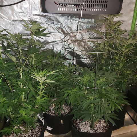 Bruce Banner  growlog timeline photo