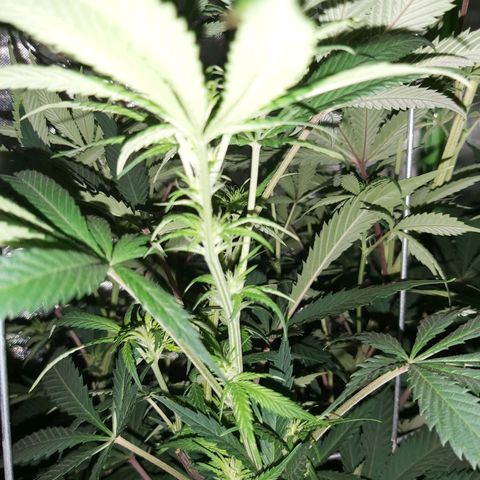 Bruce Banner  growlog timeline photo