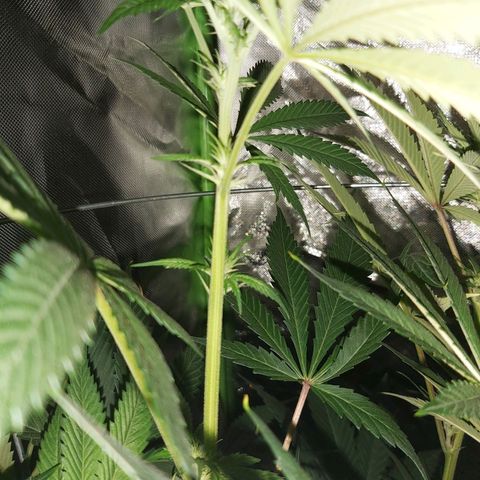 Bruce Banner  growlog timeline photo