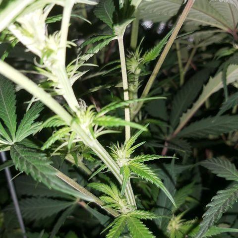 Bruce Banner  growlog timeline photo