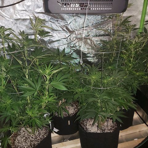 Bruce Banner  growlog timeline photo