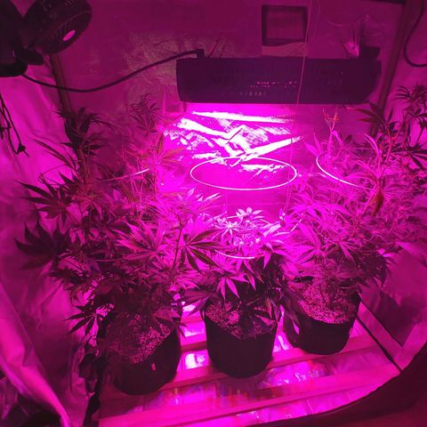 Bruce Banner  growlog timeline photo