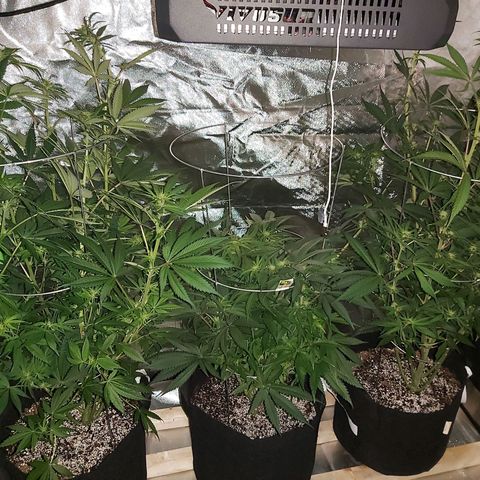 Bruce Banner  growlog timeline photo
