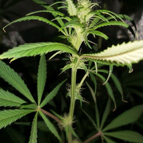 Bruce Banner  growlog timeline photo