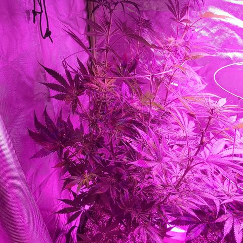 Bruce Banner  growlog timeline photo