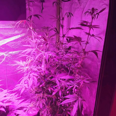 Bruce Banner  growlog timeline photo