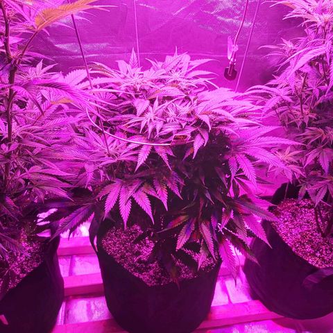 Bruce Banner  growlog timeline photo