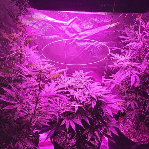 Bruce Banner  growlog timeline photo