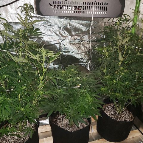 Bruce Banner  growlog timeline photo