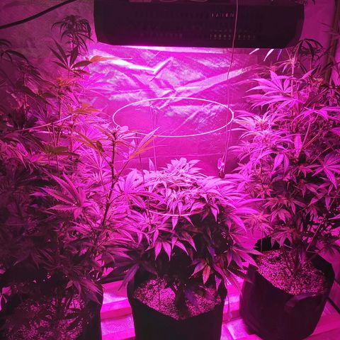 Bruce Banner  growlog timeline photo