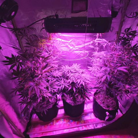 Bruce Banner  growlog timeline photo