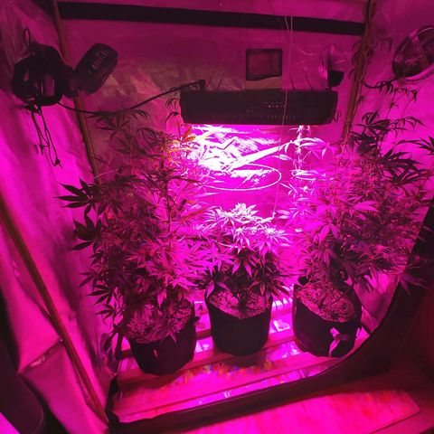 Bruce Banner  growlog timeline photo