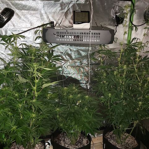 Bruce Banner  growlog timeline photo