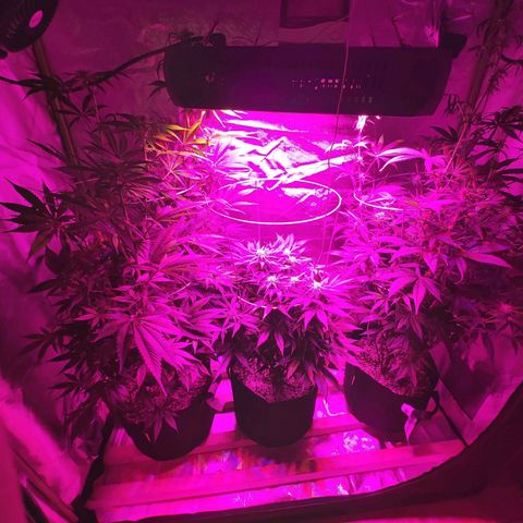 Bruce Banner  growlog timeline photo