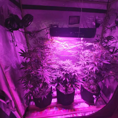 Bruce Banner  growlog timeline photo