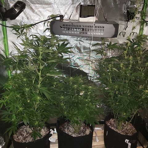 Bruce Banner  growlog timeline photo