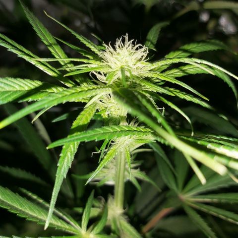 Bruce Banner  growlog timeline photo