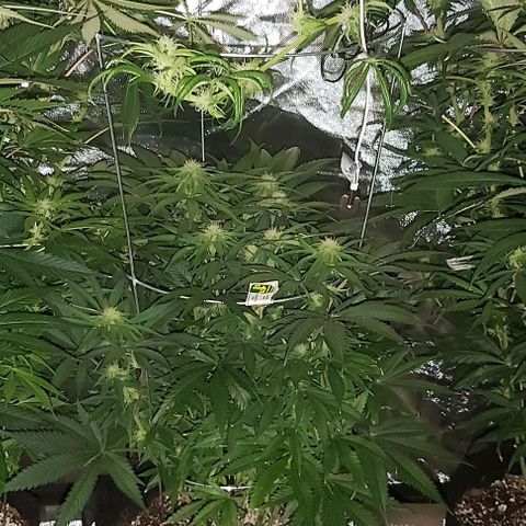 Bruce Banner  growlog timeline photo