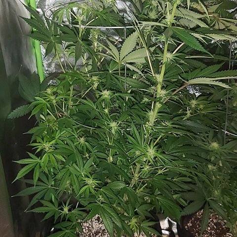 Bruce Banner  growlog timeline photo