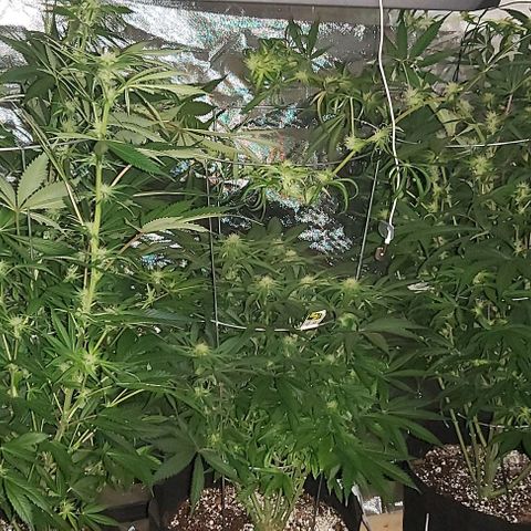 Bruce Banner  growlog timeline photo