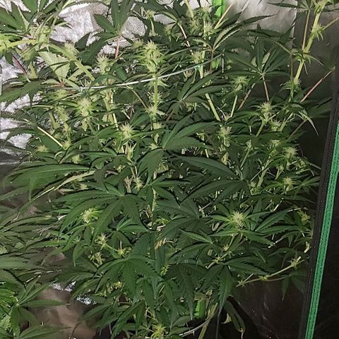 Bruce Banner  growlog timeline photo