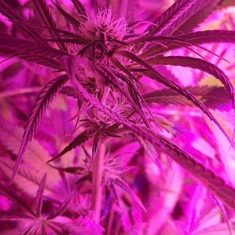 Bruce Banner  growlog timeline photo
