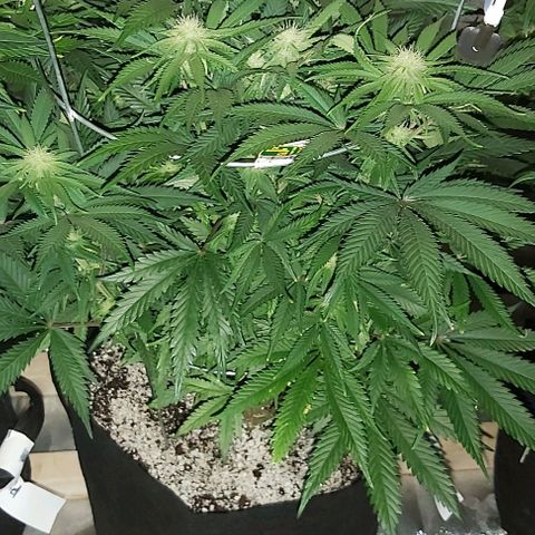 Bruce Banner  growlog timeline photo